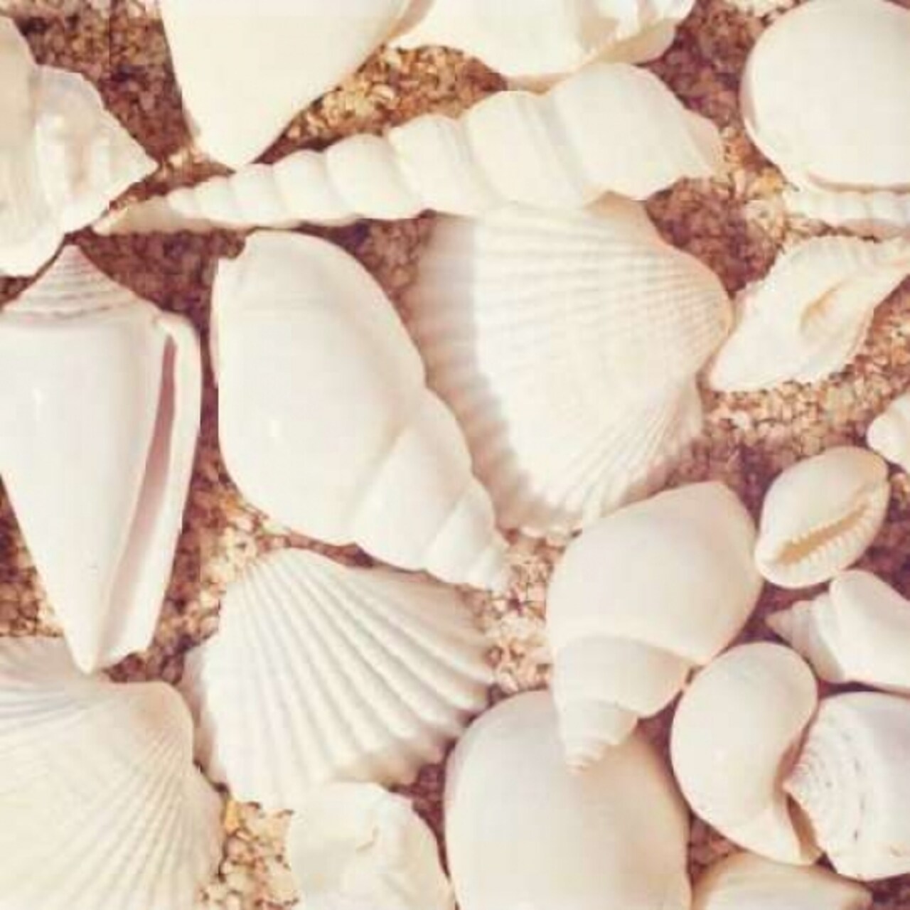 Beachcomber Poster Print by Carolyn Cochrane - Item # VARPDXC814D